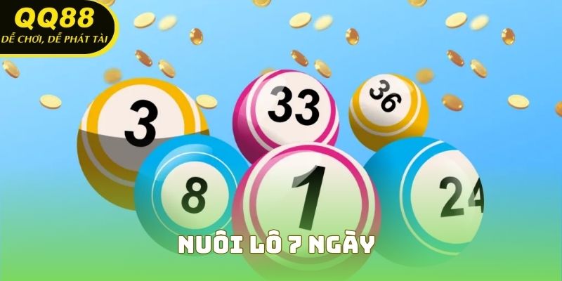 Nuôi Lô 7 Ngày